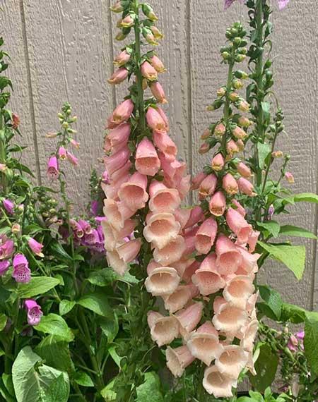 楼房内适合养什么花