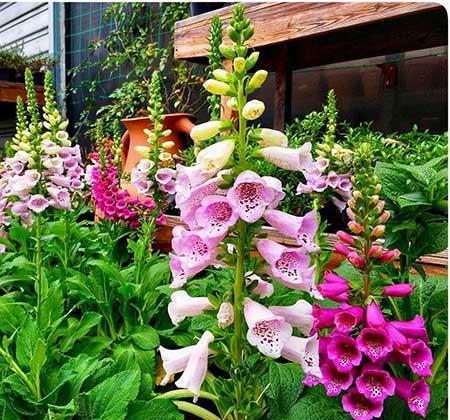 楼房内适合养什么花