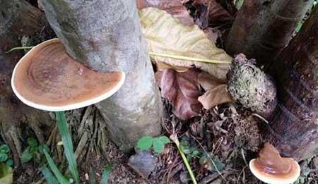 灵芝盆栽怎么保养