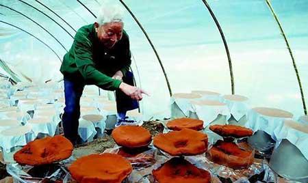 灵芝盆栽怎么保养