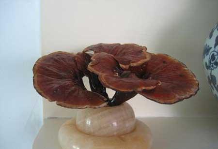 灵芝盆栽怎么保养