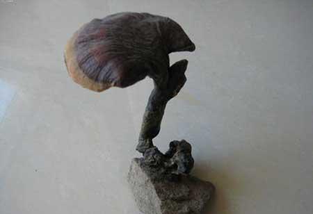 灵芝盆栽怎么保养