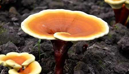 灵芝盆栽怎么保养