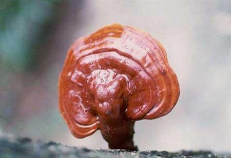 灵芝盆栽怎么保养