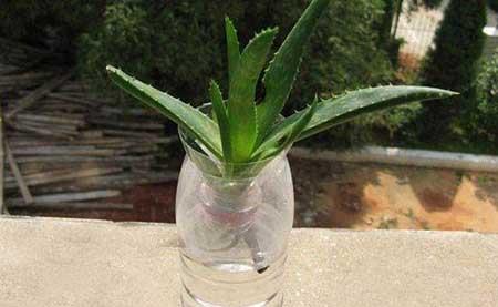 宽口玻璃瓶适合养什么花