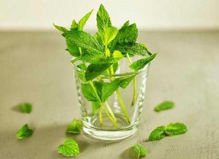 宽口玻璃瓶适合养什么花