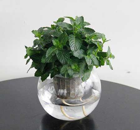 宽口玻璃瓶适合养什么花