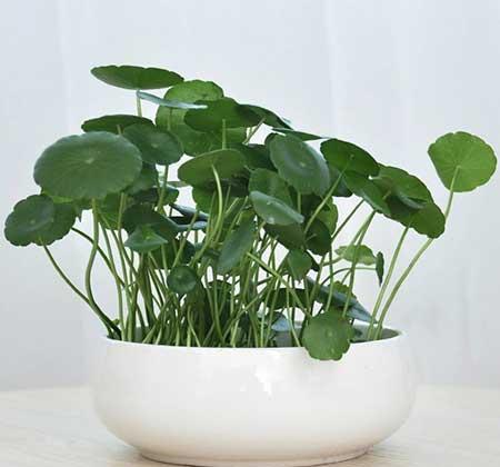 宽口玻璃瓶适合养什么花