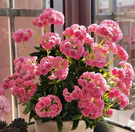 客万养什么花比较好