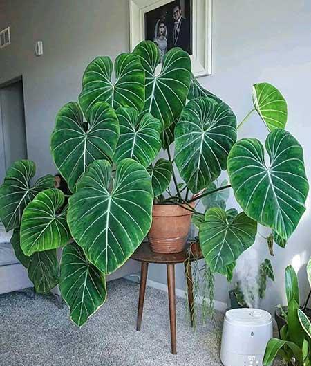 客万养什么花比较好