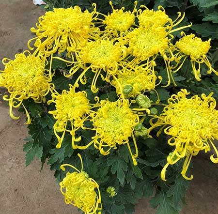 客万养什么花比较好