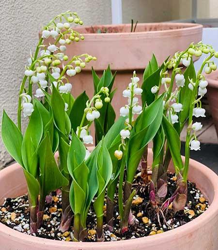 客万养什么花比较好