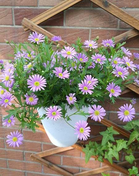 客万养什么花比较好