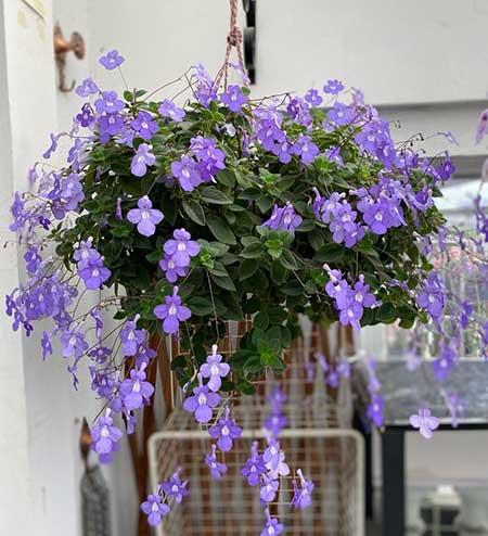 客厅养植什么花最好