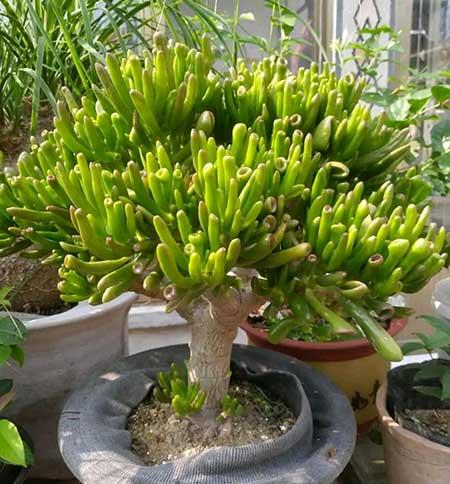 客厅养植什么花最好