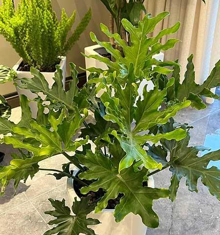 客厅养植什么花最好