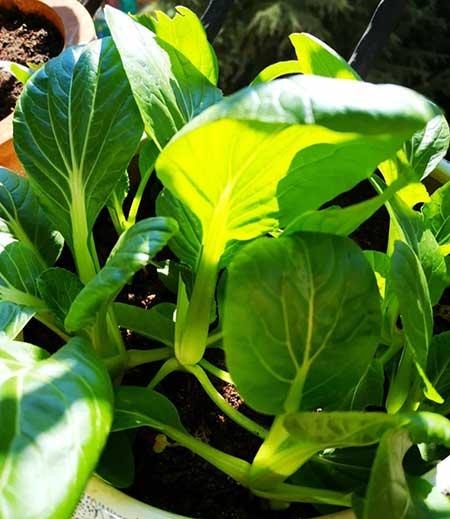 客厅养植什么花最好