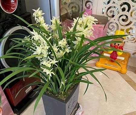 客厅养植什么花最好