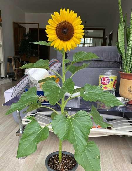 客厅养植什么花最好