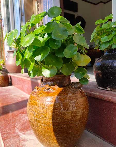 客厅养植什么花最好