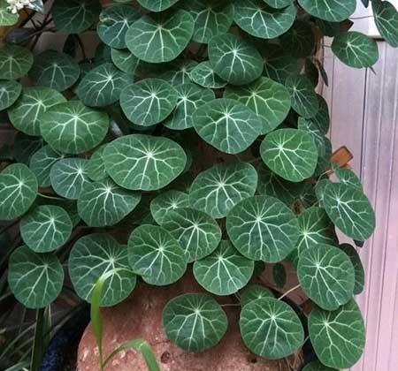 客厅养植什么花最好