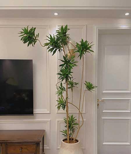 客厅养植什么花最好