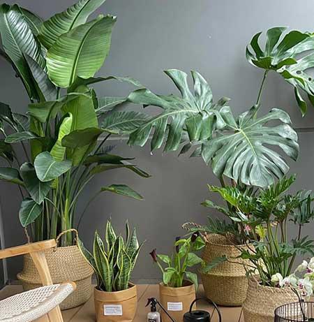 客厅养植什么花最好