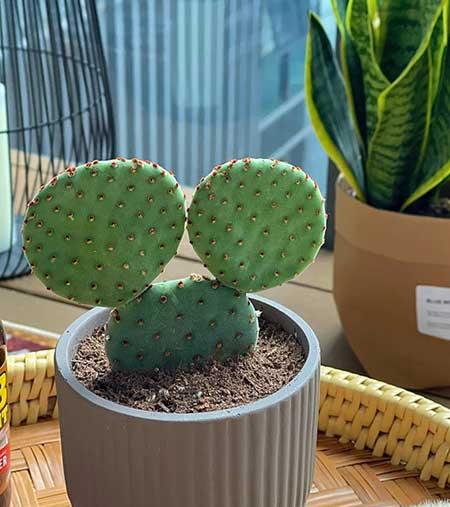 客厅养植什么花最好