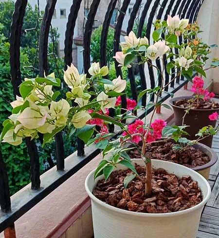 客厅养植什么花最好