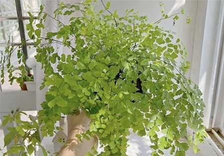 客厅适合养的绿植推荐