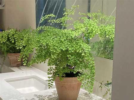 客厅适合养的绿植推荐