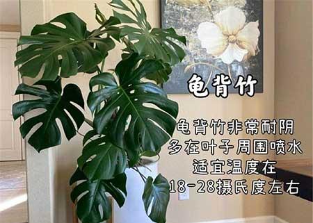客厅适合养的绿植推荐