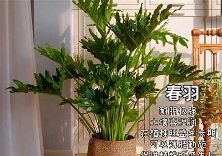 客厅适合养的绿植推荐