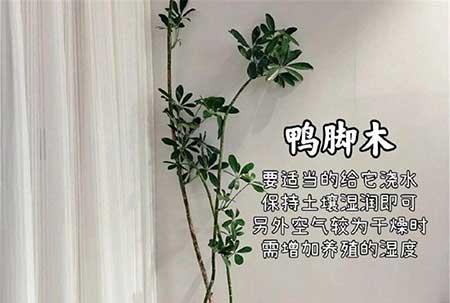 客厅适合养的绿植推荐