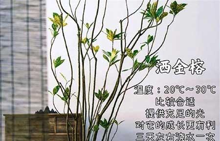 客厅适合养的绿植推荐