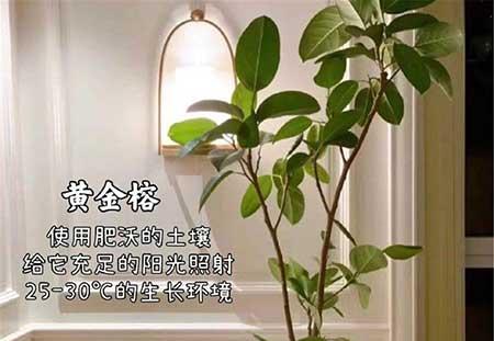 客厅适合养的绿植推荐