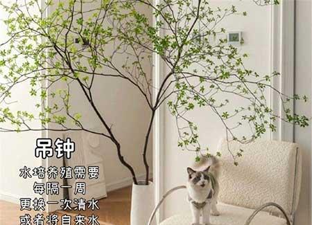 客厅适合养的绿植推荐