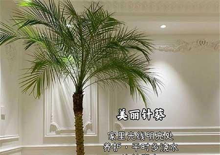 客厅适合养的绿植推荐