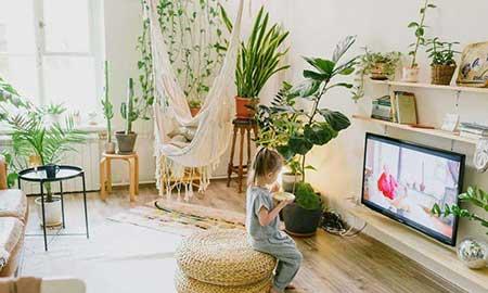 客厅绿植哪种好养