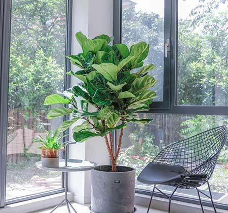 客厅绿植哪种好养
