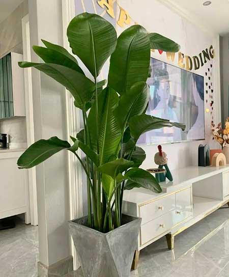 客厅绿植哪种好养