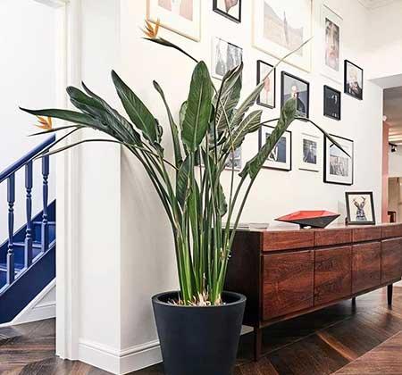 客厅绿植哪种好养