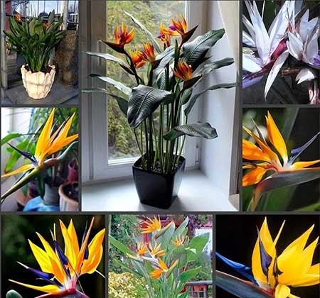 客厅绿植哪种好养