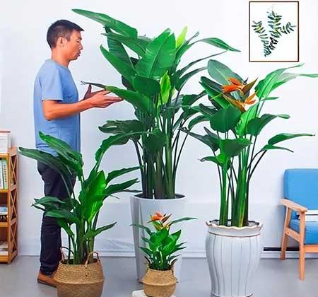 客厅绿植哪种好养