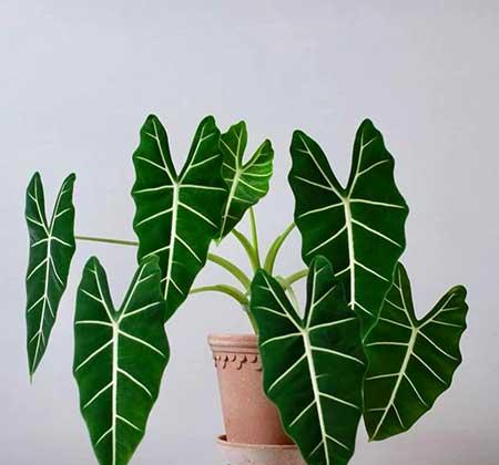 客厅绿植哪种好养