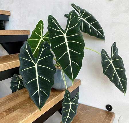 客厅绿植哪种好养