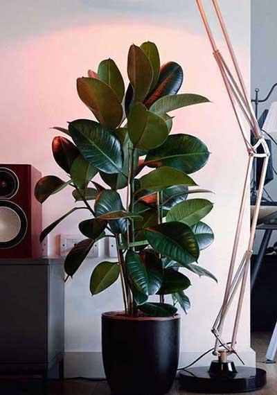 客厅绿植哪种好养