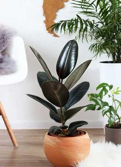 客厅绿植哪种好养