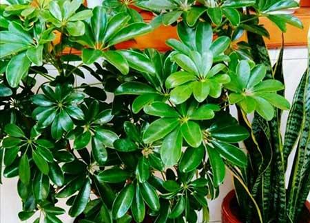 客厅绿植哪种好养