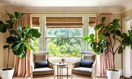 客厅绿植哪种好养